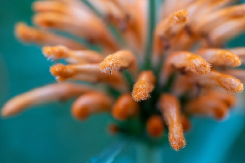 Wild Dagga / Lion's Tail Leonotis leonurus Seeds 25: Non-GMO, Heirloom, Open Pollinated Seed Packet, Gardener Gift image 6