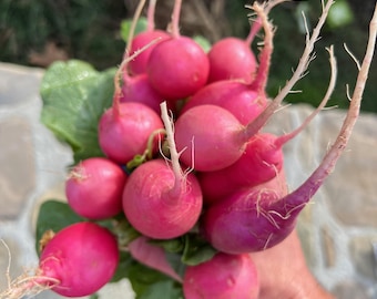 Pink Beauty Radish Seeds for Planting: Organic Heirloom Vegetable Roots, 125 Seed Packet, Bulk