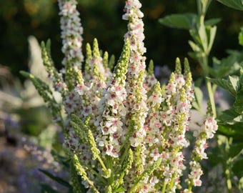 Purple Throated Nettle Leaved Mullein Seeds for Planting: Verbascum chaixii Album White Flowered Biennial Certified Organic 250 Seed Packet