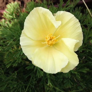 White Linen California Poppy Seeds (~200): Certified Organic, Non-GMO, Heirloom Seed Packet, Vibrant Flower Seeds