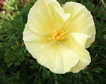 White Linen California Poppy Seeds (~200): Certified Organic, Non-GMO, Heirloom Seed Packet, Vibrant Flower Seeds