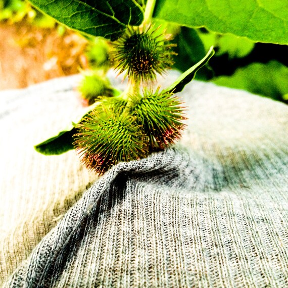 Burdock Root Seeds 50 Certified Organic NonGMO Heirloom