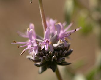 Purple Sage (Salvia leucophylla) Seeds: San Luis Purple Gray Sage, Shrub, Aromatic Leaves, Southern California California Native Plant, Wild