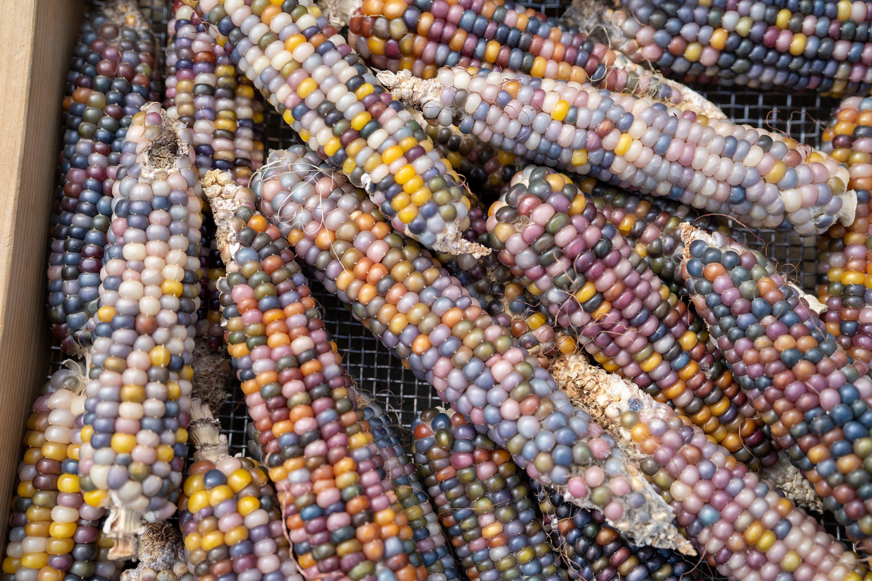 thumbnail image 2 of Glass Gem Indian Corn Seeds – 100 Heirloom Seeds – Rainbow Corn, Non-GMO, Open-Pollinated By Horswill Gardens 2 of 5