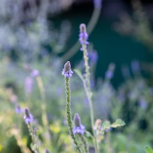 Western Vervain Seeds Verbena lasiostachys, California Native Wildflower, Medicinal Herb,  Blue Purple Flowers, Certified Organic Witchcraft