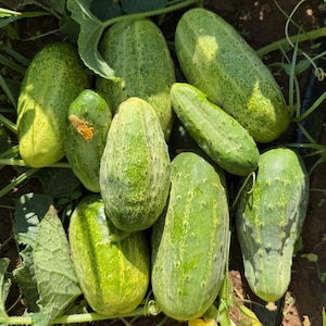 Snow's Fancy Cucumber Seed Packet Heirloom Pickling Cuke 5 Inch Dark Green Spineless Fruits Pickle Jars Pickles Bulk Seeds Certified Organic