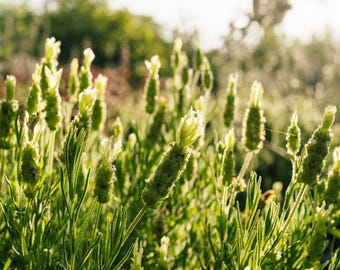 Yellow Spanish Lavender Seeds for Planting: 80 Seed Packet, Green Lavandula viridis, Organic Perennial