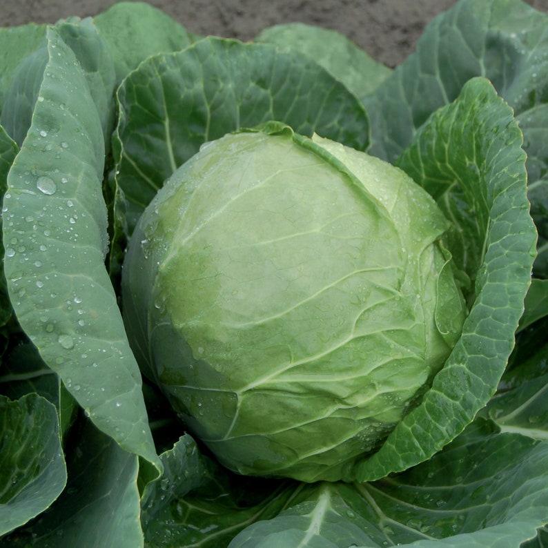 Plant Good Seed Katarina Cabbage Seeds