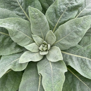 Common Mullein Seeds Great Verbascum Seed Packet Bulk Green Dried Leaf Herbal Teas Medicinal Flowers Ear Oil Toilet Paper Certified Organic