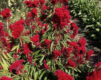 Amish Cockscomb Celosia Red Cut Flower Seeds: Cresting, Fasciation, Crested, Seed Packet, Bulk Size Certified Organic Plant Heirloom Non-GMO