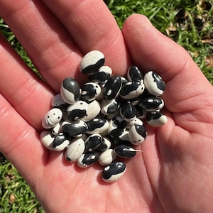 May include: A handful of black and white speckled beans. The beans are kidney shaped and have a mottled pattern.