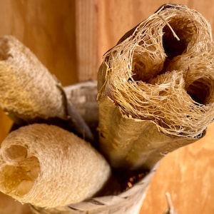 Luffa Gourd Seeds (~20): Non-GMO, Heirloom, Open Pollinated Seed Packet, Vine Grown, Pumpkin / Squash / Gourd Family