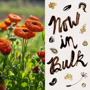 Neon Calendula Flower Seeds for Planting: Pot Marigold, Seed Packet / Bulk, Organic Medicinal Herb Garden Orange Blossoms for Salves or Oils BULK: 0.5 ounce, OG