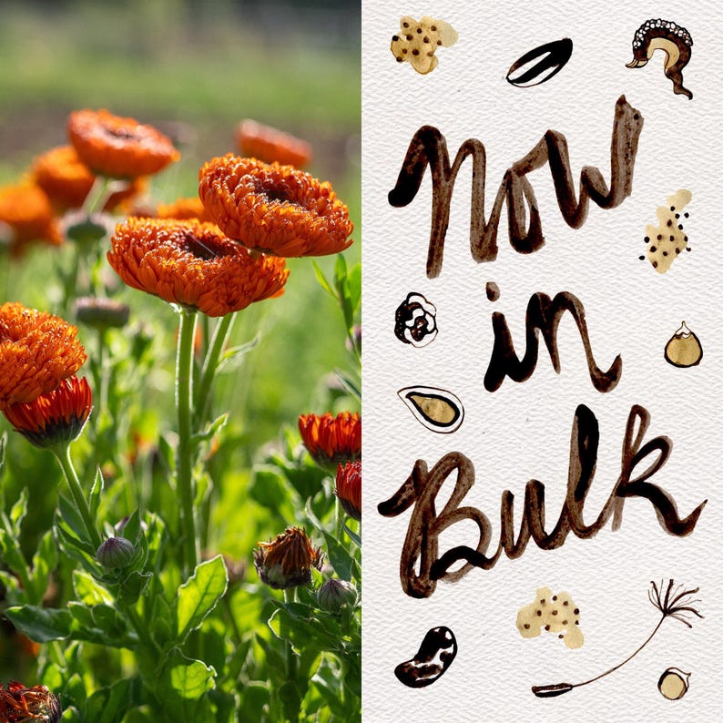 Neon Calendula Flower Seeds for Planting: Pot Marigold, Seed Packet / Bulk, Organic Medicinal Herb Garden Orange Blossoms for Salves or Oils BULK: 0.5 ounce, OG