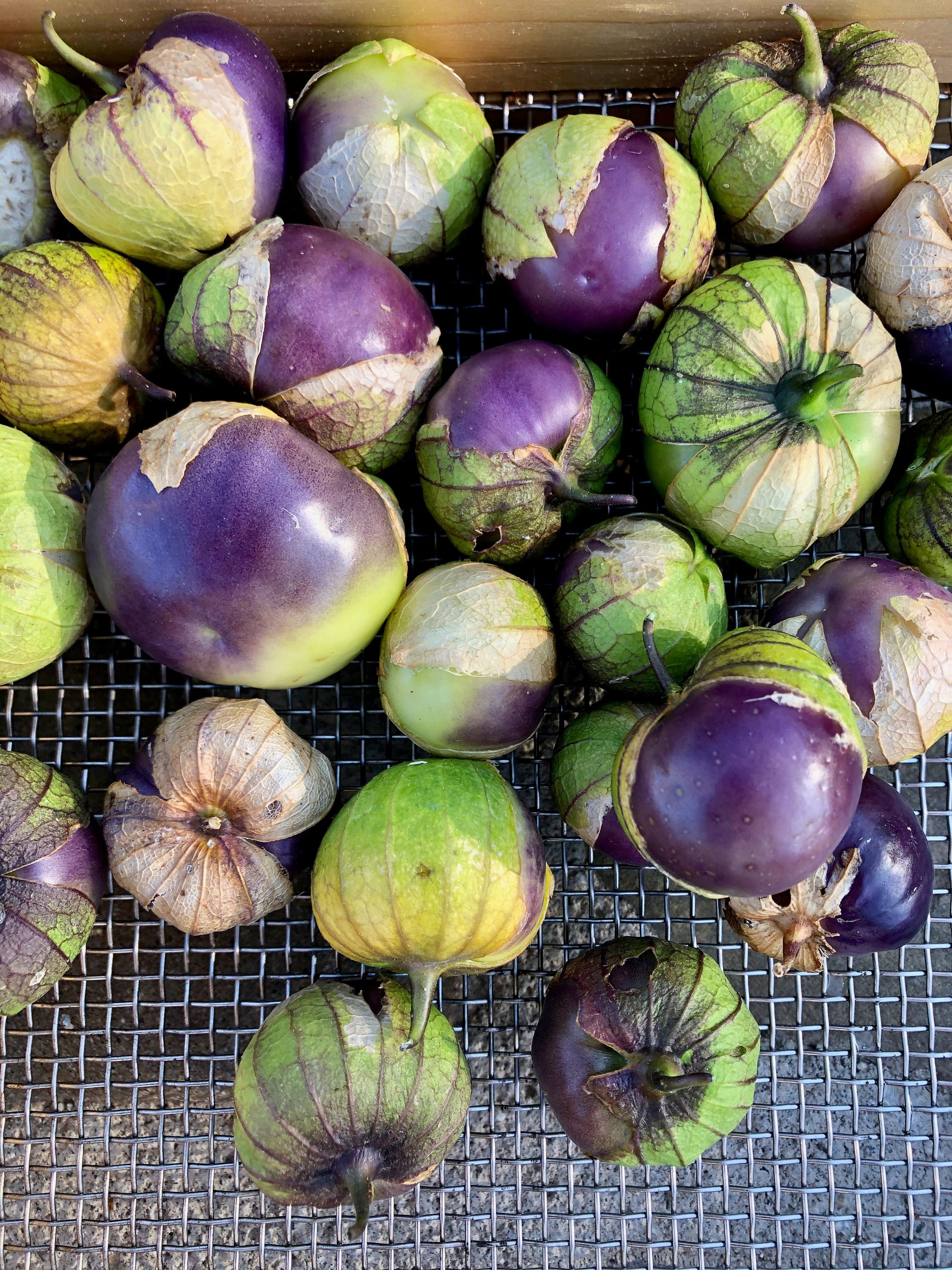 Purple Tomatillo Seeds 50 Certified Organic NonGMO Etsy