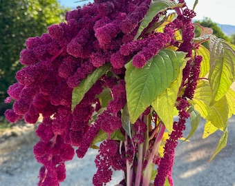 Dreadlocks Amaranth Seeds: Magenta Flower Bouquets Flowering Amaranthus, Heirloom caudatus Love Lies Bleeding Certified Organic Non-GMO Bulk
