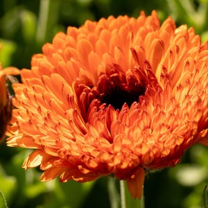 Neon Calendula Flower Seeds for Planting: Pot Marigold, Seed Packet / Bulk, Organic Medicinal Herb Garden Orange Blossoms for Salves or Oils image 5