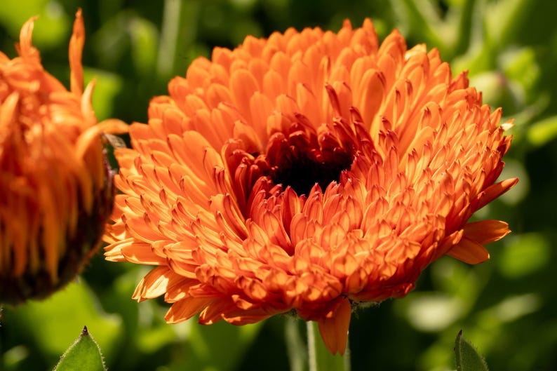 Neon Calendula Flower Seeds for Planting: Pot Marigold, Seed Packet / Bulk, Organic Medicinal Herb Garden Orange Blossoms for Salves or Oils image 5