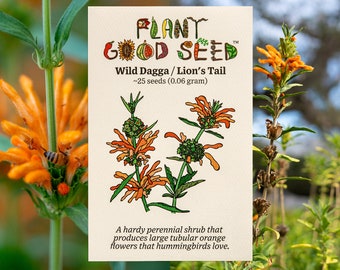 Wild Dagga / Lion's Tail (Leonotis leonurus) Seeds (~25): Non-GMO, Heirloom, Open Pollinated Seed Packet, Gardener Gift