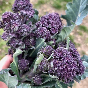 Purple Sprouting Broccoli Seeds: Overwintering Vegetable, Bulk or Seed Packet Certified Organic Organic, Cold Hardy Zone 7b Garden Heirloom