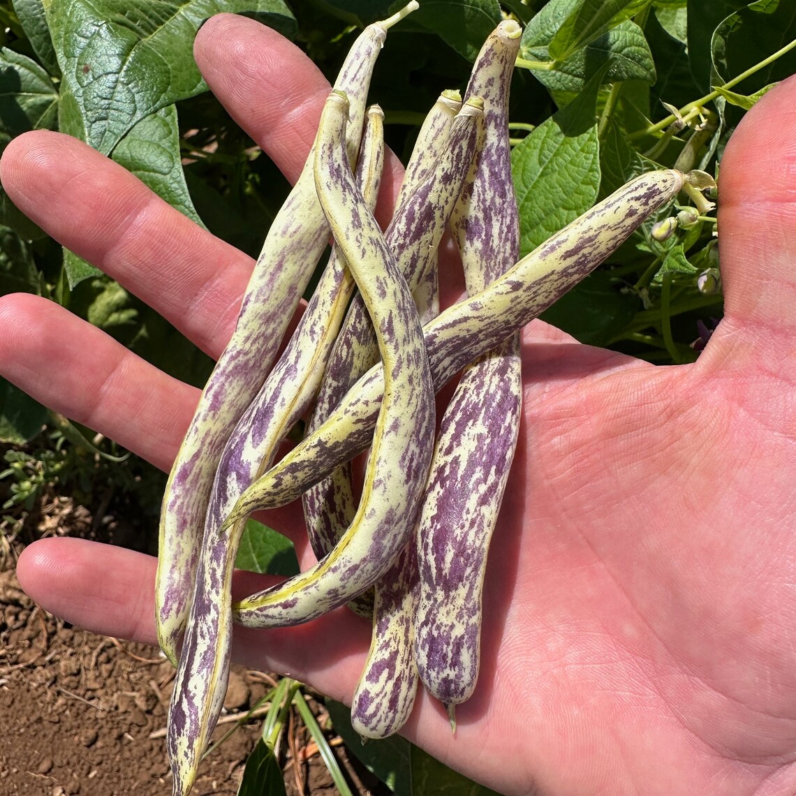 Dragon Tongue Bush Bean Seeds for Planting: Purple Streaked Heirloom ...