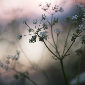 Caraway Seed Packet, Culinary Herbs, Edible Foliage and Seeds, Biennial Plant, Meridian Fennel / Persian Cumin