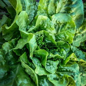Buttercrunch Lettuce Seeds 500: Certified Organic, Non-GMO, Heirloom Seed Packet, Home Salad Garden, Organic Salad image 2
