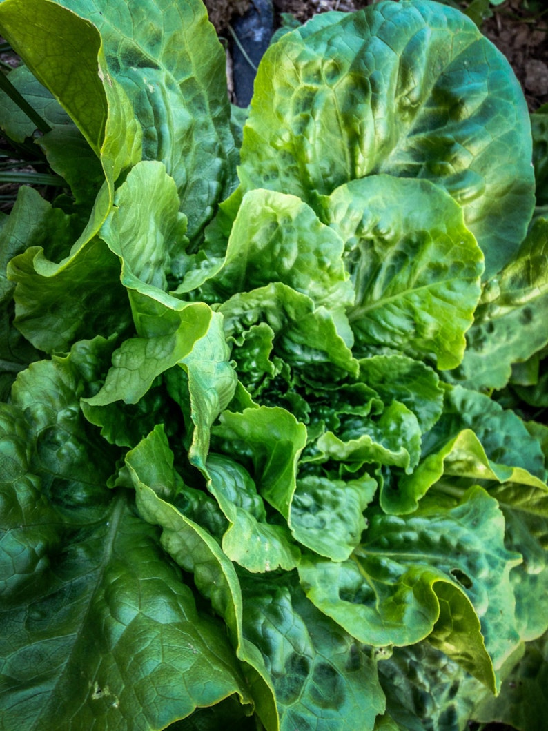 Buttercrunch Lettuce Seeds 500: Certified Organic, Non-GMO, Heirloom Seed Packet, Home Salad Garden, Organic Salad image 2