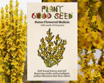 Dense Flowered Mullein Seeds Verbascum Organic, GMO Free, Homegrown Heirloom Medicinal Plant, Use for Tea, Great Pollinator for Herb Gardens