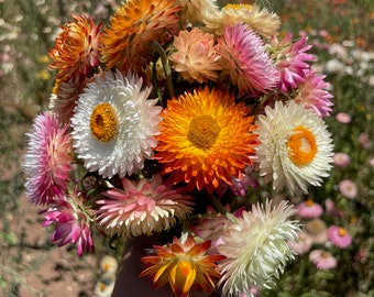 Roggli Riesen Strawflower Seeds: Mixed Colors, Easy to Grow For Dried Flower Bouquets Flower Garlands, Everlasting, Golden Everlasting Seeds