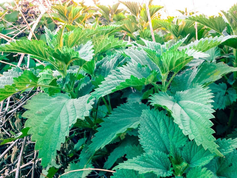 Stinging Nettle Seeds 200: Certified Organic Non-GMO | Etsy