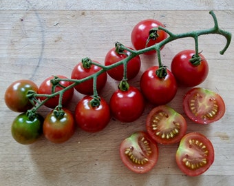 Be My Baby Cherry Tomato Seeds: 50 Seeds, Certified Organic, Highly Productive Open Pollinated Cherry, Non-GMO, USA Grown Solanum seeds