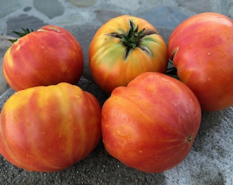 Painted Ukrainian Tomato Seeds: Jumbo Heirloom Multicolored Fruits, Organic 25 Seed Packet Bulk Pack