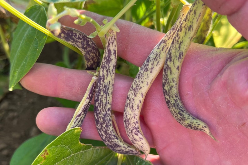 Plant Good Seed Dragon Tongue Bush Bean Seeds - Thumbnail 2
