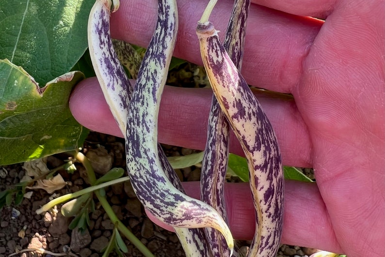 Plant Good Seed Dragon Tongue Bush Bean Seeds - Thumbnail 5