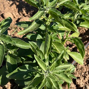 Puede incluir: Primer plano de una planta verde de hojas con peque&ntilde;as flores blancas que crece en un campo. La planta est&aacute; rodeada de tierra marr&oacute;n y una manguera de riego negra.