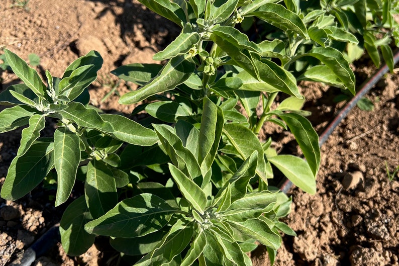 Puede incluir: Primer plano de una planta verde de hojas con peque&ntilde;as flores blancas que crece en un campo. La planta est&aacute; rodeada de tierra marr&oacute;n y una manguera de riego negra.