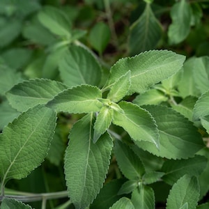 Vana Holy Basil Tulsi Seeds, Van Tulasi, African Tree Wild Clove Basil, Ocimum gratissimum, Packet or Bulk Seed Medicinal Herb Fragrant Tea