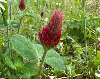 Crimson Clover Flower Seeds for Growing: Nitrogen Fixing Cover Crop, Seed Packet or Bulk Pound Size, Certified Organic, Untreated, Tea Plant