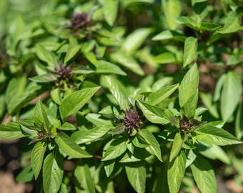 Siam Queen Thai Basil (Ocimum basilicum var. thyrsiflora) Seeds: All America Selection, Unique Flowers Seed Packet or Bulk Certified Organic