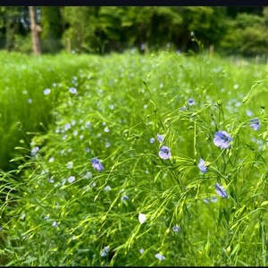 Southern California Native Wildflower Seeds for Planting: 30,000 Bulk Seed Packet Mix of Cool Season Flowers Lupine Poppy Fall Spring Meadow image 5