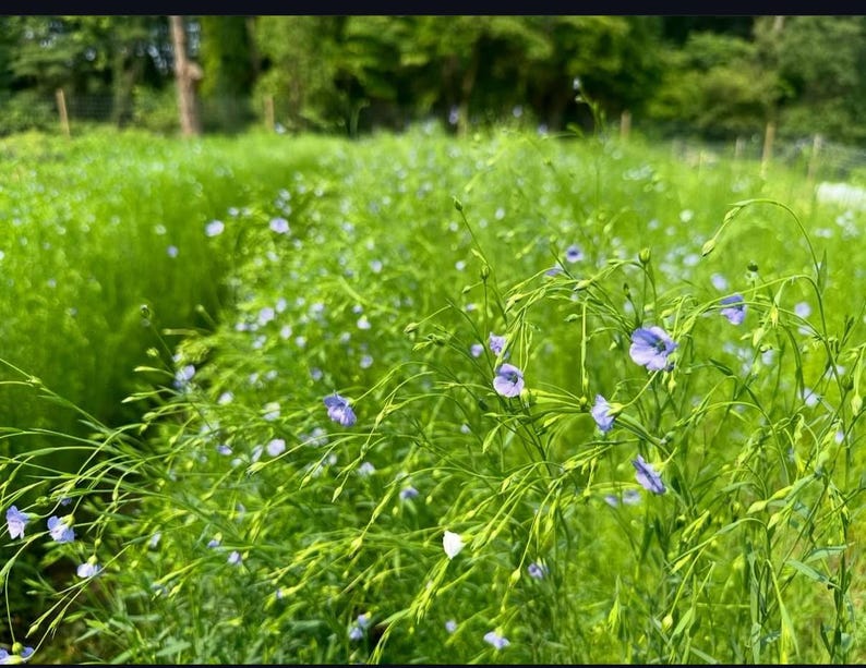 Southern California Native Wildflower Seeds for Planting: 30,000 Bulk Seed Packet Mix of Cool Season Flowers Lupine Poppy Fall Spring Meadow image 5