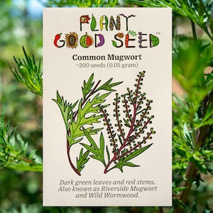 Common Mugwort (Artemisia vulgaris) Seeds (~200): Certified Organic, Non-GMO, Heirloom, Seed Packet, Riverside Mugwort, Dream Plant