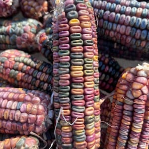 Earth Tones Dent Corn Seeds, Organic Corn Seeds, Corn Masa Seeds, Vegetable Seeds, Garden Seeds, Organic Seeds, Non Gmo Seeds, Seed Packets