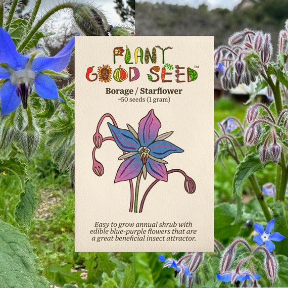 Borage Starflower Seeds: Grow Organic Borago Seeds for Oil and Borage  Flowers for Salad, Blue Borage, Herb Garden, Easy to Grow Your Own - Etsy