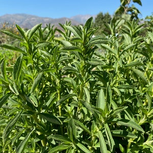 Stevia Seeds (~35): Certified Organic, Non-GMO, Heirloom Seed Packet, Sweet Leaf Seeds, Home Garden Gift, Greenhouse