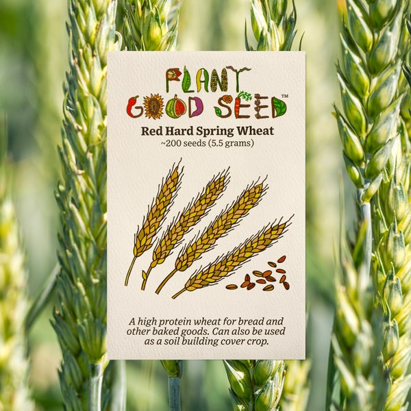 Organic Red Spring Wheat Seeds for a Vibrant Harvest - Heirloom, Non-GMO Cover Crop, Wheat Grass, Grow Your Own Bountiful Crop