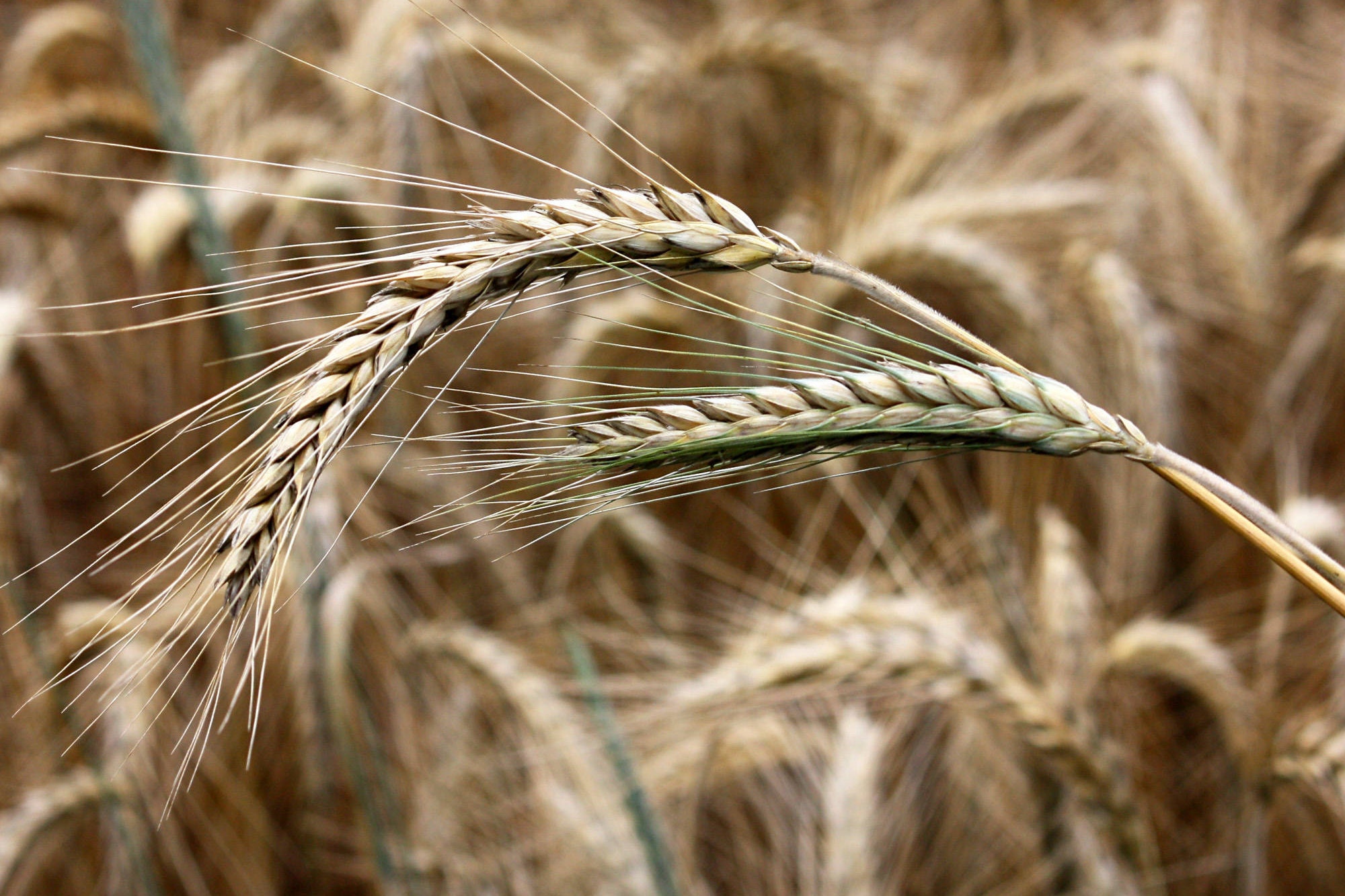 Winter Rye secale Cereale Seeds 250 Certified Organic Etsy Canada