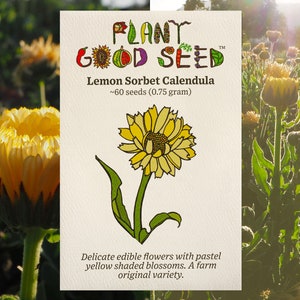 Lemon Sorbet Calendula Seeds (~60): Certified Organic, Non-GMO, Heirloom Seed Packet, Floral Garden Seeds, Yellow Flower Seeds