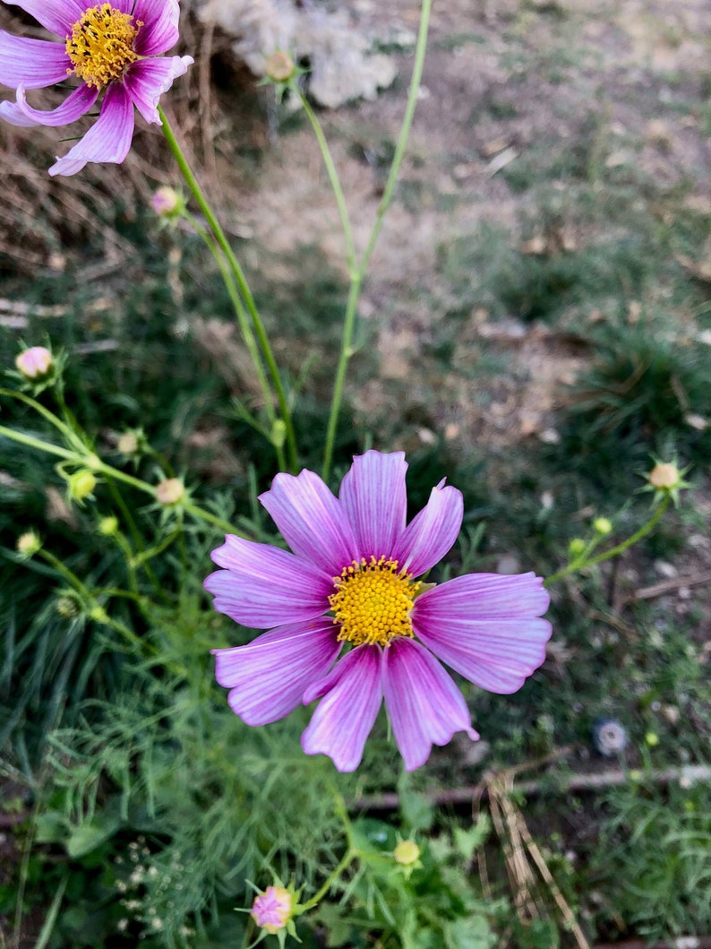 May include: A single pink cosmos flower with a yellow center blooms in a field of green grass.